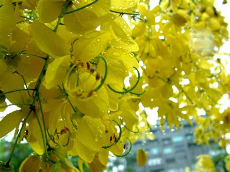 黃色的花樹木 名字吉凶